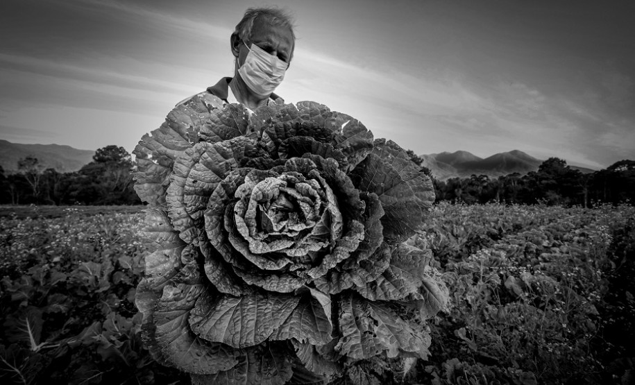 Foto em preto e branco com homem mostrando um grande pé de alface