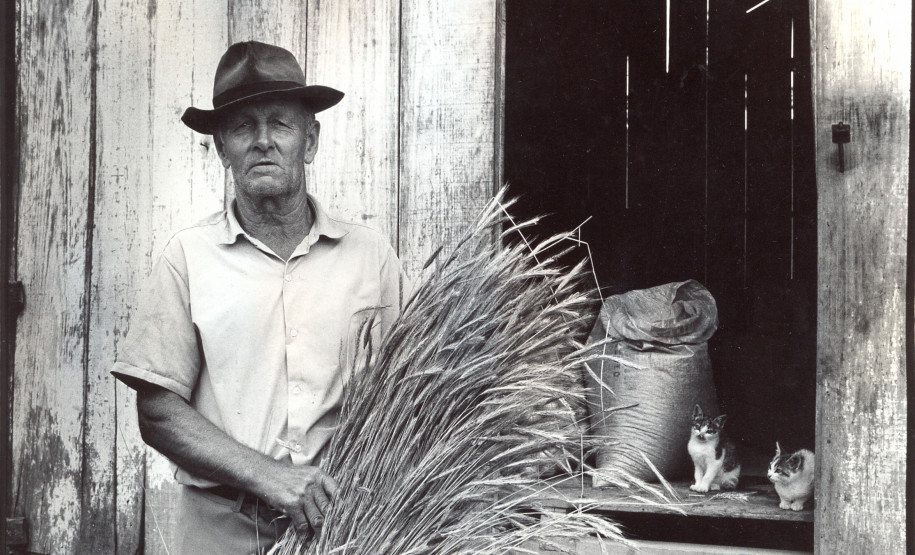 Camponês em Araucária